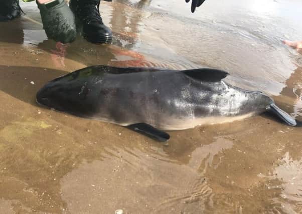 Stranded porpoise