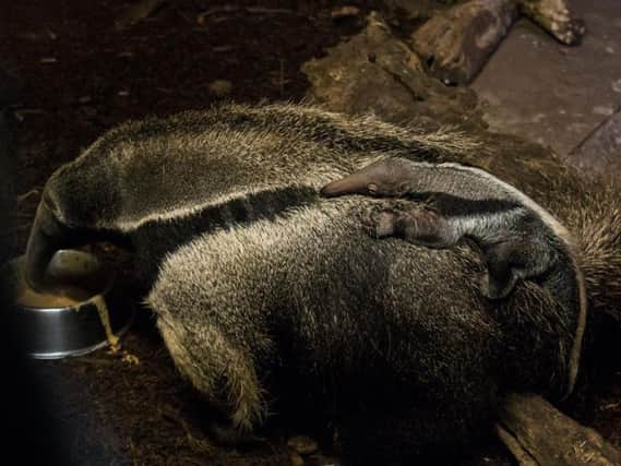 The new giant anteater pup at Blackpool Zoo hitches a ride with mum