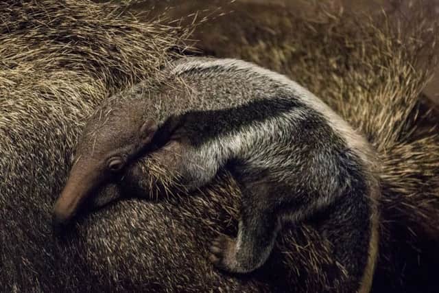 The new giant anteater pup at Blackpool Zoo hitches a ride with mum