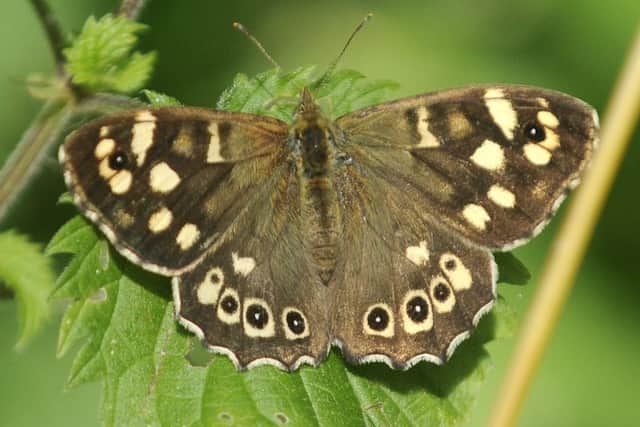 Big Butterfly Count organised by the Friends of North Blackpool Trail