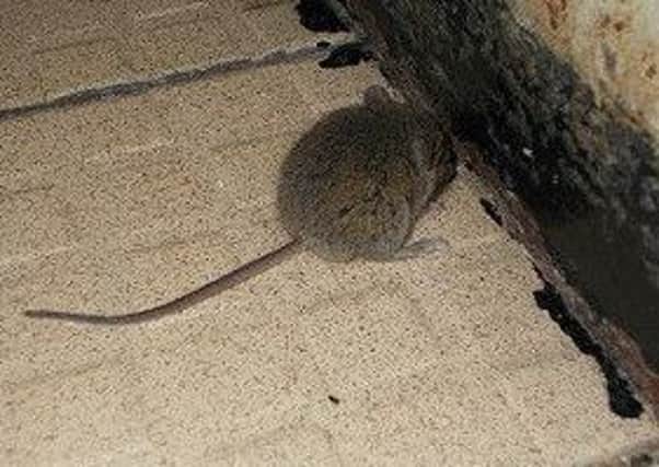 Mouse found at Lawns Bakery on Manor Road in Fleetwood.
