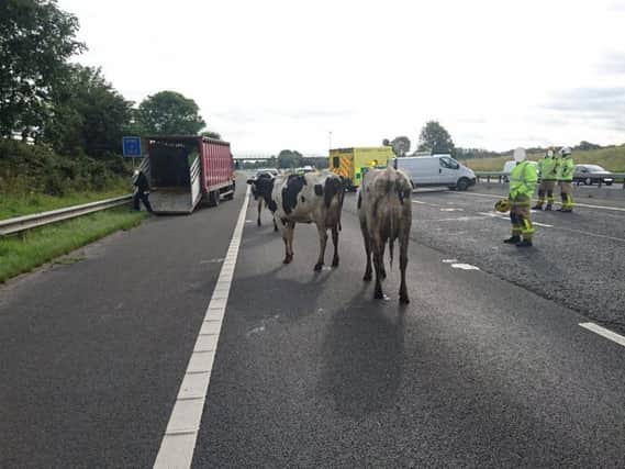Cows on the M55 on Monday morning