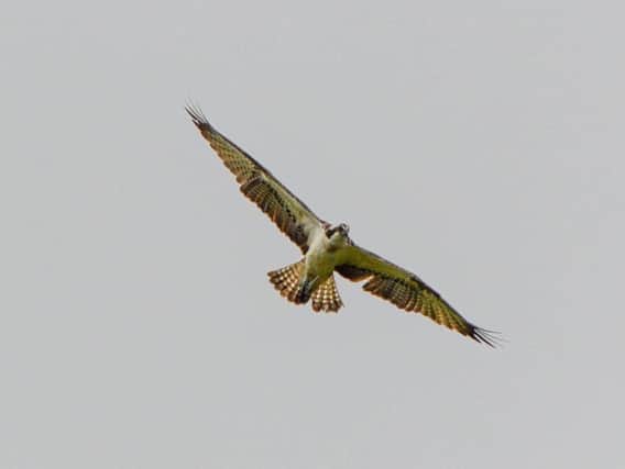 Osprey flying over Brockholes by Emma Sharples