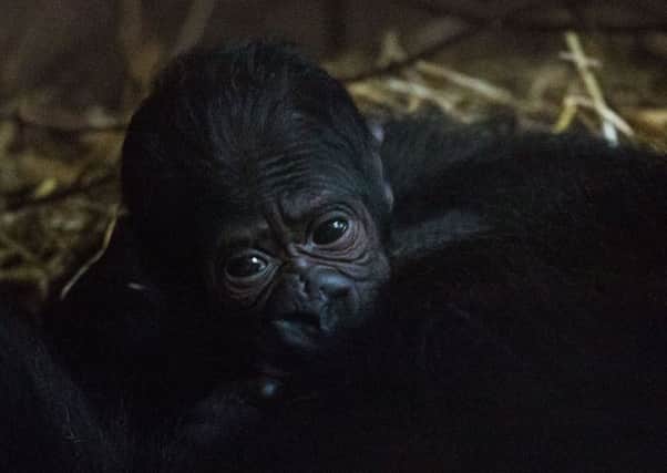 The baby gorilla was born on Tuesday. Its species is critically endangered.