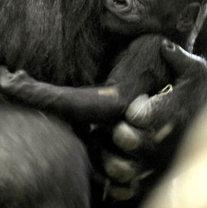 New baby gorilla at Blackpool Zoo.