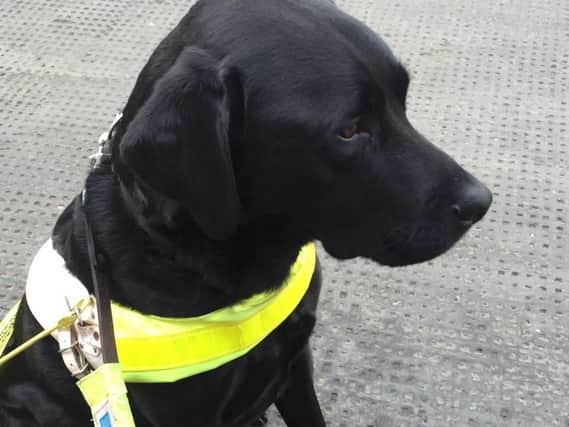 Ross the guide dog