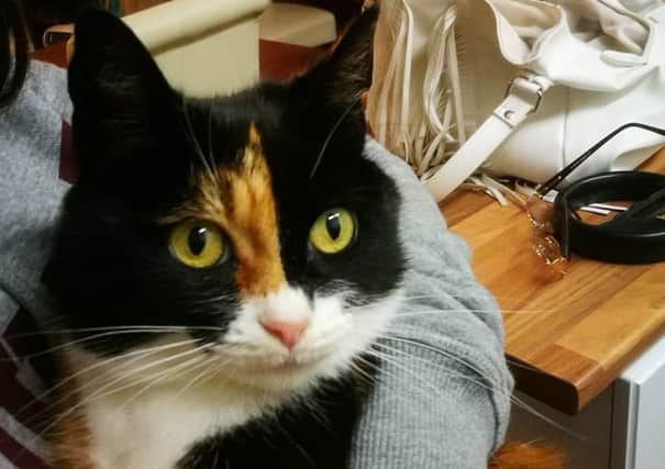 This cat was found in Blackpool five years after disappearing from her Birmingham home