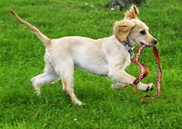 New rules for dogs on leads in Fylde