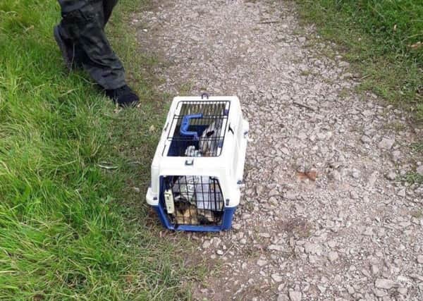 The cat was found dead in a tiny cage hidden in bushes near the De Vere Hotel