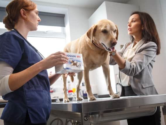 An image from the VetPlus advertising campaign