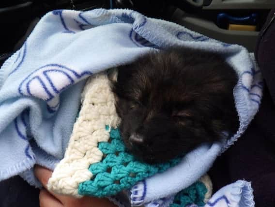 Pumpkin the puppy was found abandoned in woodland in Kirkham