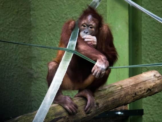 Zoo bosses hope 'critically endangered' Jingga will mate with Ramon