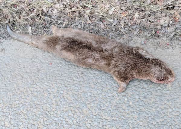 Dead otters found on Chain Lane and Mythop Road. Picture by Simon Fretwell