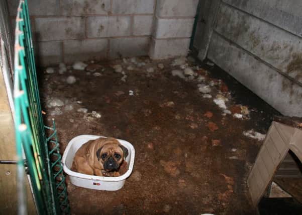 Phoebe's previous owner was jailed for the horrific conditions in which he kept animals