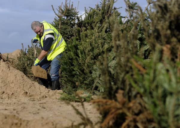 Christmas Trees are planted in the sand dunes at St Annes by volunteers and staff from Fylde council and Lancs Wildlife Trust.  Pictured is Charlie Kay.