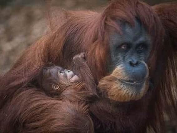 A one-day-old Sumatran orangutan baby clings to mum Emma at Chester Zoo. The arrival is a boost to conservationists fighting to save this critically endangered species