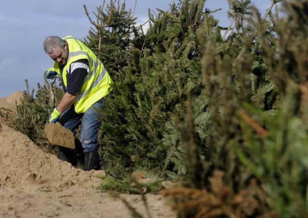Christmas Trees are planted in the sand dunes at St Annes by volunteers and staff from Fylde council and Lancs Wildlife Trust.  Pictured is Charlie Kay.