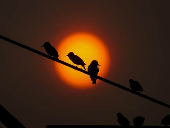 A red sun glows behind birds sitting on the sail of Lytham Windmill during Storm Ophelia