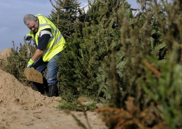 Christmas Trees are planted in the sand dunes at St Annes by volunteers and staff from Fylde council and Lancs Wildlife Trust