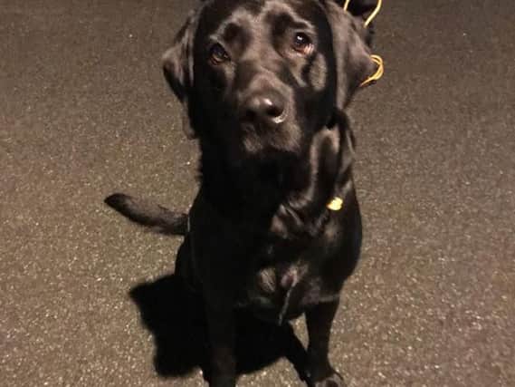 Owner reunited with lost Lab in Blackpool