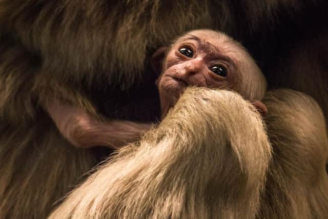 A baby pileated gibbon is born at Blackpool Zoo