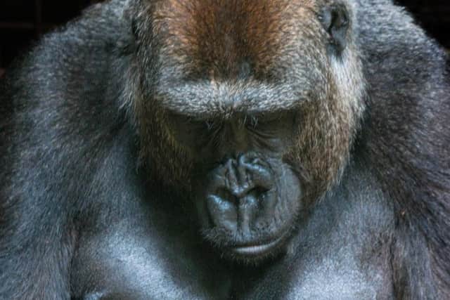 Miliki and new-born gorilla Makari at Blackpool Zoo