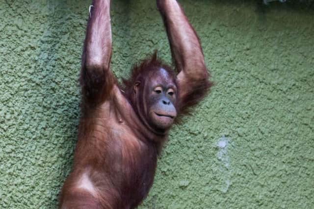 Jinga the orangutan joined the family at Blackpool Zoo