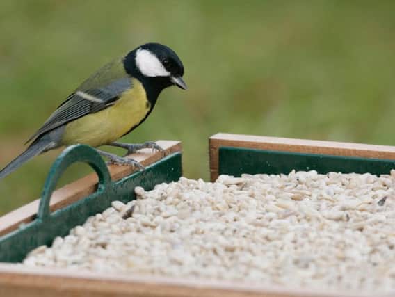 We want to feed birds through winter