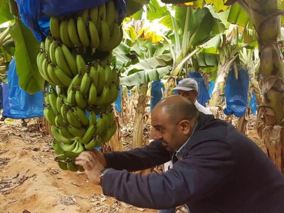 Levity Crop Science is working with banana producers in Ghana