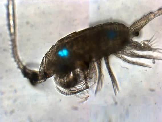 A tiny marine copepod has ingested microbeads from a widely used facewash. The microbeads are visible in the animals gut as glowing blue dots.