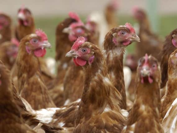 A bird flu prevention zone has been declared across the whole of England,