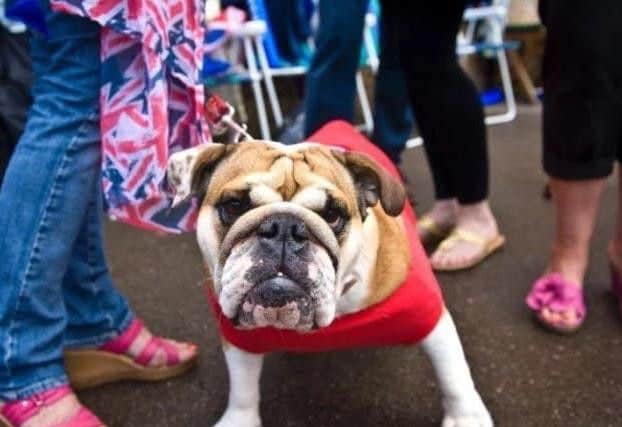 Laid back dogs sought to take part in a new production of Legally Blonde