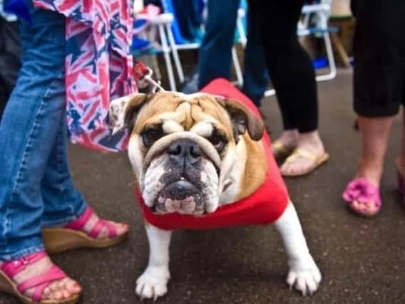 Laid back dogs sought to take part in a new production of Legally Blonde