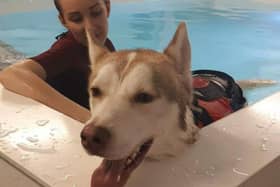 Diesel, the Siberian Husky dog rescued in Fleetwood, is currently enjoying hydrotherapy sessions before major surgery on both hips.
