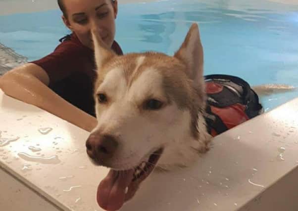 Diesel, the Siberian Husky dog rescued in Fleetwood, is currently enjoying hydrotherapy sessions before major surgery on both hips.