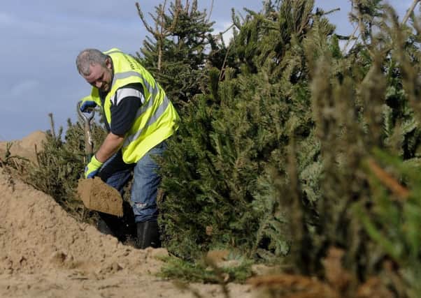 Christmas trees being planted in the sand dunes at St Annes