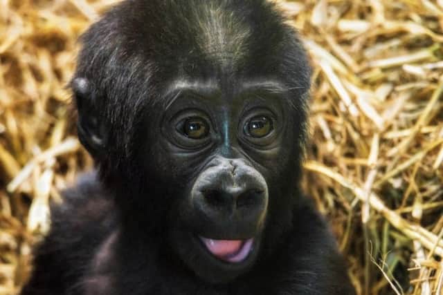 Makari, the western lowland gorilla, born at Blackpool Zoo - now five months old