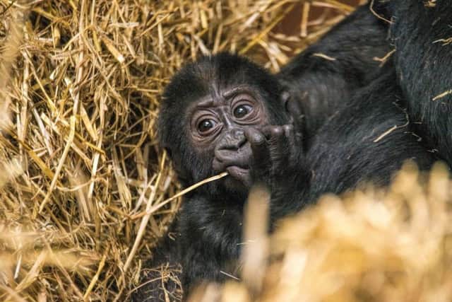 Makari, the western lowland gorilla, born at Blackpool Zoo - now five months old, with mum Miliki