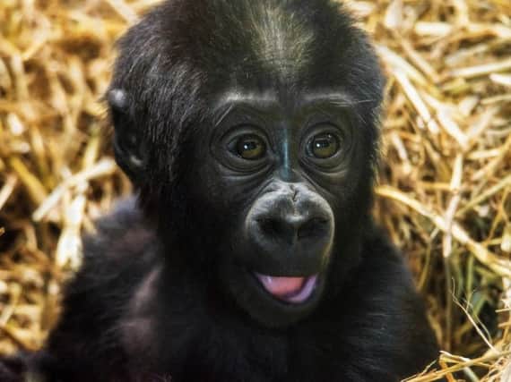 Makari, a baby Western Lowland gorilla at Blackpool Zoo.  Pictured early 2018. Born September 2017