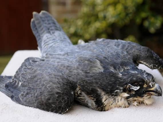 A peregrine falcon found shot on the Fylde