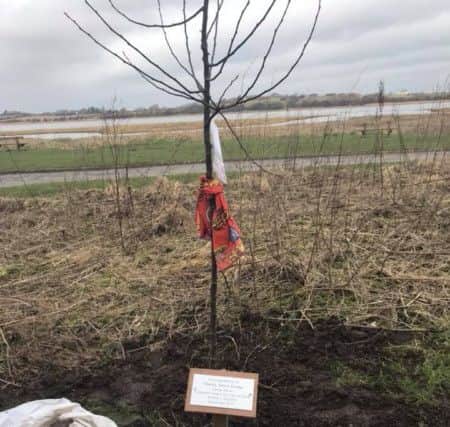 The crab apple tree planted in memory of Charlie Jordan