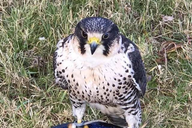 Skye the peregrine falcon has gone missing