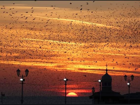 Starlings around Blackpool Prom. Photo: Ian McGawley
