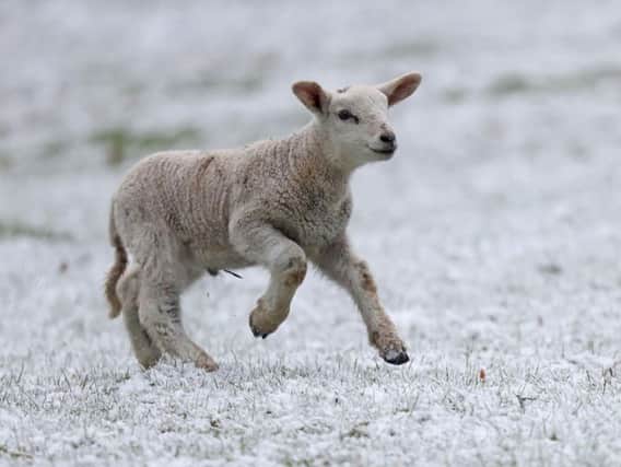 Lamb playing in snow
Photo: PA