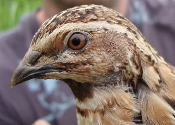 A quail.

pic credit Natural England