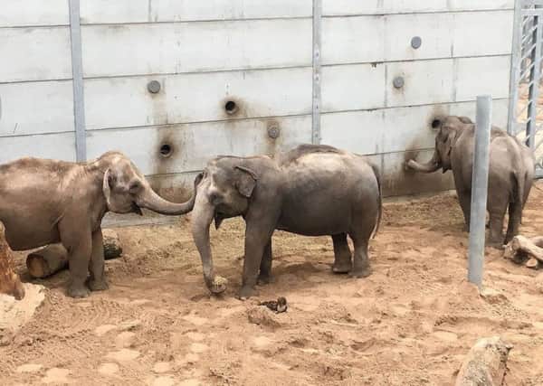 Minbu, Tara, and Kate in the new elephant house at Blackpool Zoo (Picture Blackpool Zoo/Facebook)