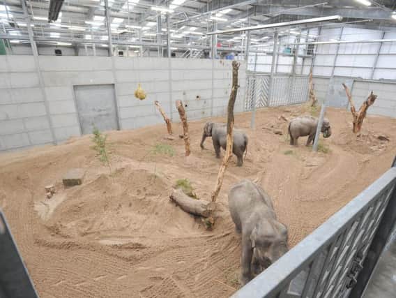 Blackpool Zoo's elephants