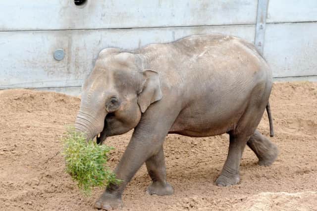 Project Elephant at Blackpool Zoo