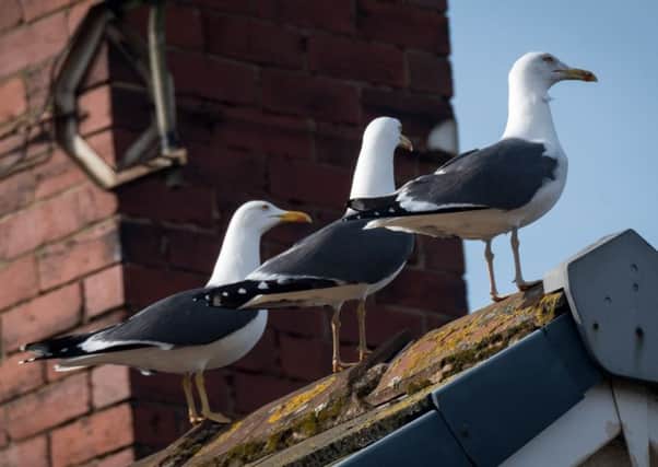 Pictures Martin Bostock. Seagulls terrorising Cleveleys.