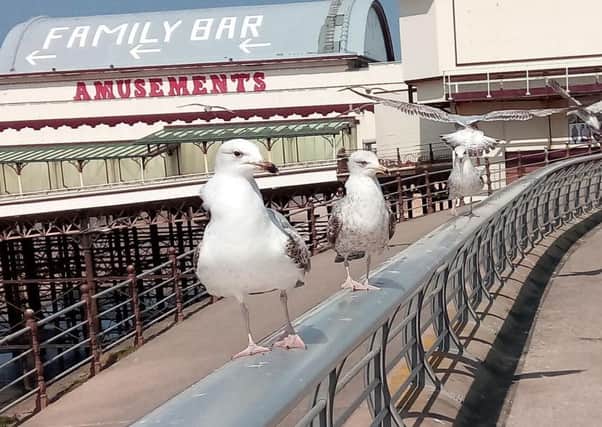 Gulls in Blackpool. In neighbouring Wyre you could soon be fined for feeding one